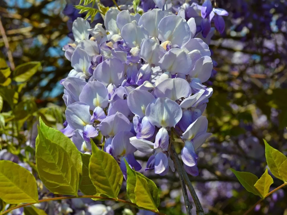 Japanese wisteria (Ashikaga, Tochigi, Japan). Blooming violet Wisteria Synesis. Purple-flowered trees. Blue Chinese wisteria is a species of flowering plant in the pea and Fabaceae family.