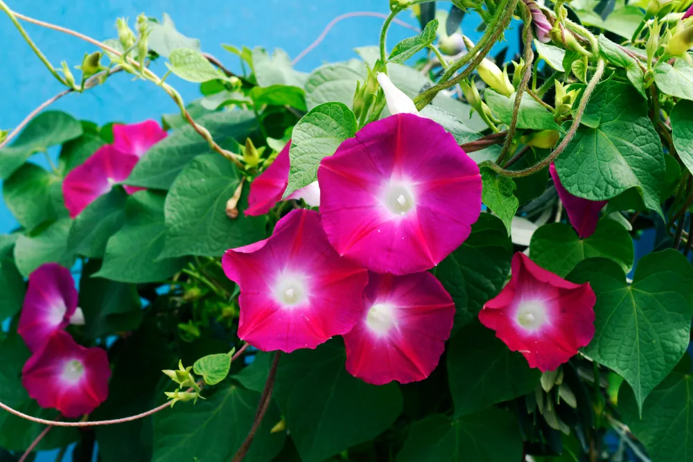 red morning glory on pot