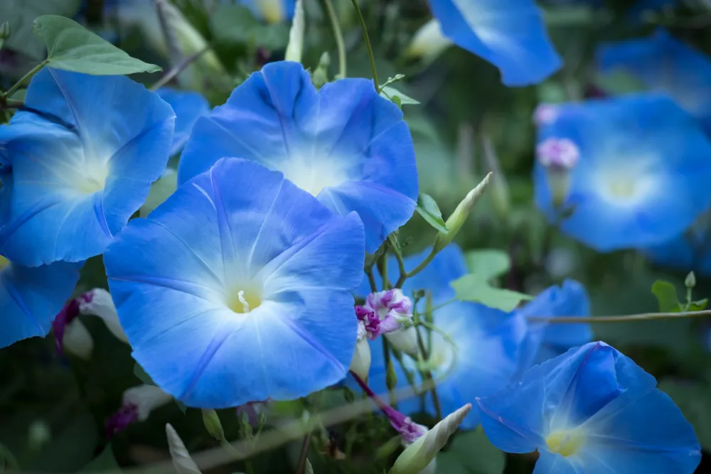 morning glory. blooming flower in garden. blue flora with vine leaves