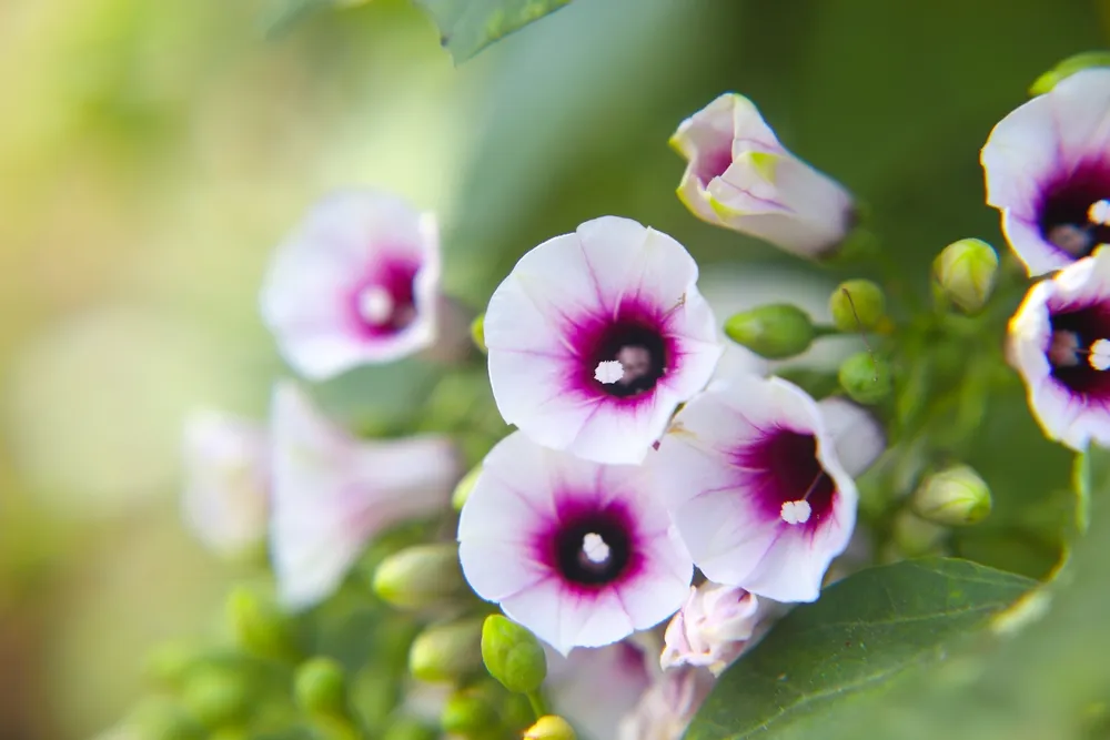 Pink morning glory flowers or Japanese morning glory