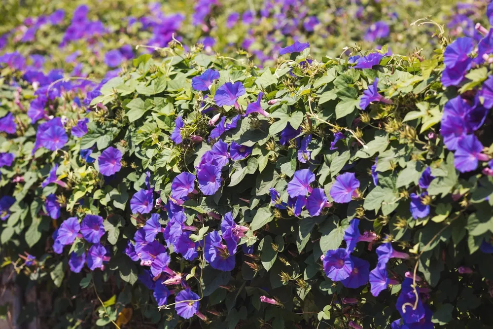Selective focus of purple blue flower with green leaves as background, Ipomoea is a genus in the flowering plant family Convolvulaceae, Common names morning glory, water convolvulus or kangkung.