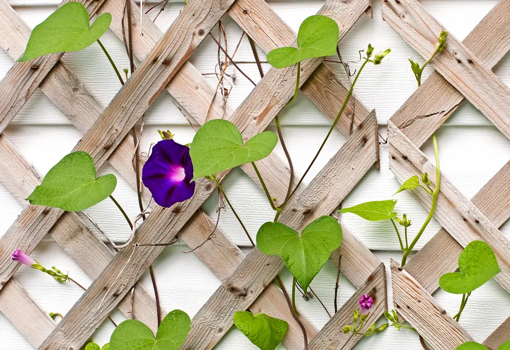 Beautiful Morning glory flower and vines growing on a wooden trellis.