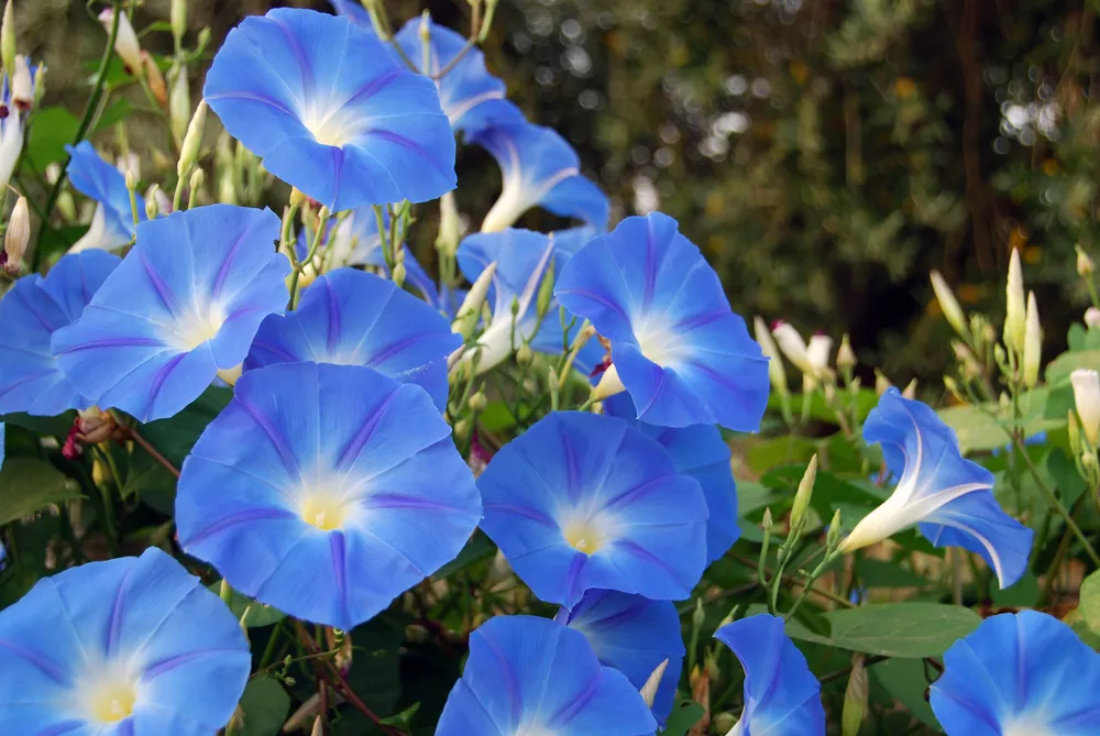 Sky blue morning glory