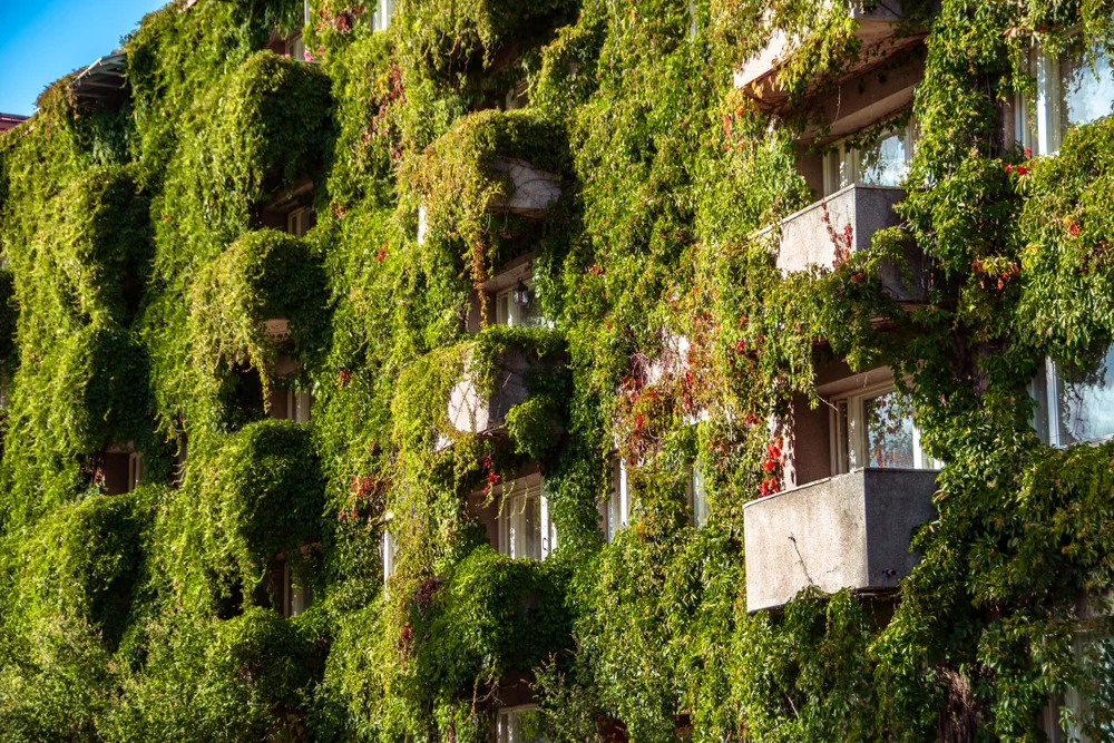 Apartment building overgrown with Virginia creeper (Parthenocissus quinquefolia) in Jyvaskyla, Finland.