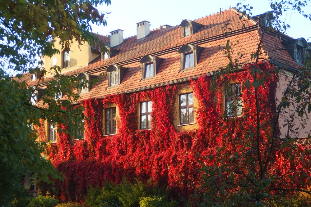 Parthenocissus quinquefolia, known as Virginia creeper, Victoria creeper, five-leaved ivy, or five-finger (grapevine, wild wine) in autumn - on the wall of the house in the Oliwa Park, Gdansk, Poland