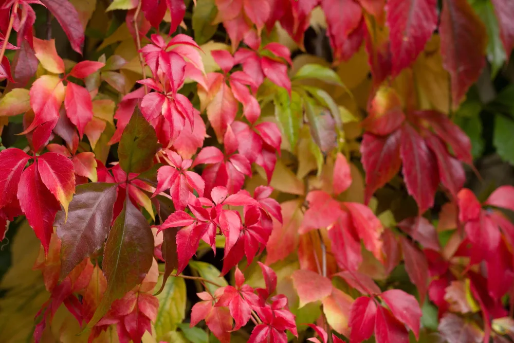 Colourful red Leaves of a Virginia creeper (Parthenocissus quinquefolia) Vine Plant in Autumn