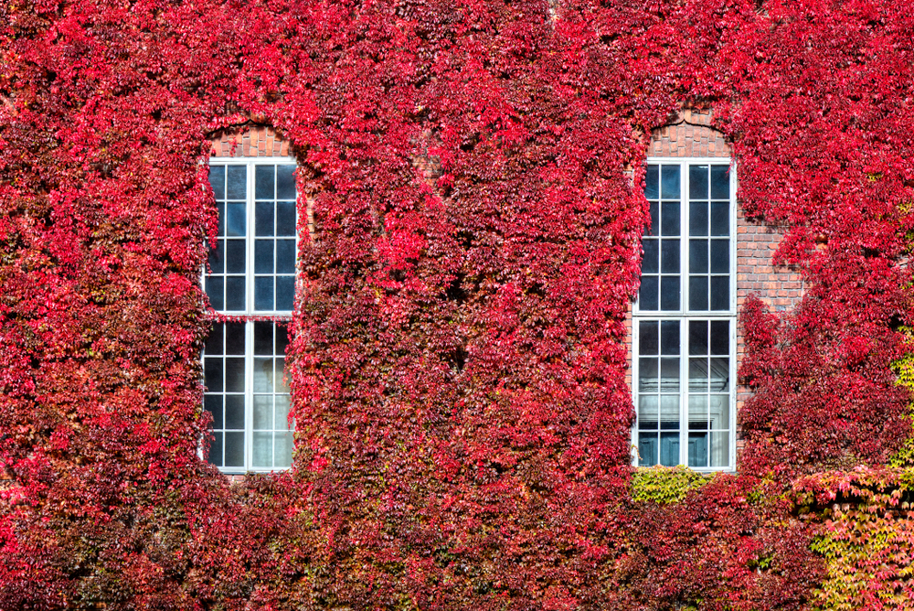 Wall with Parthenocissus quinquefolia, Stockholm, Sweden