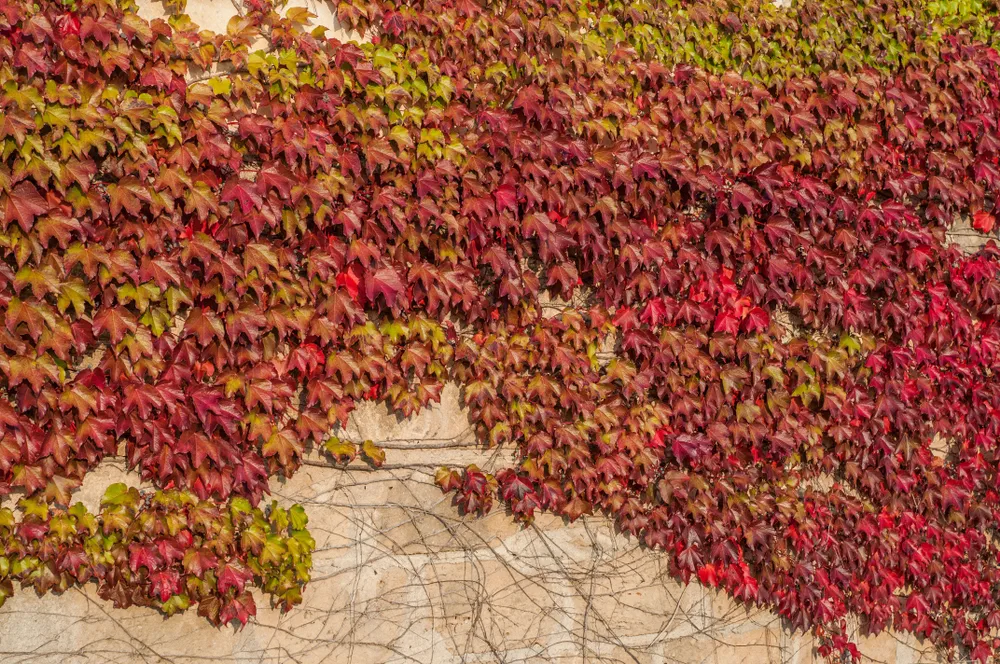 Red, green and orange leaves of parthenocissus tricuspidata veitchii growing on the facade of a building. Also called boston ivy, grape ivy, japanese creeper or japanese ivy