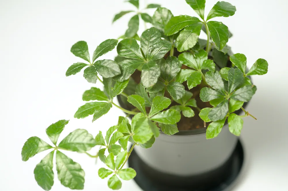 Parthenocissus Inserta Striata, Indoor plant beautiful houseplant