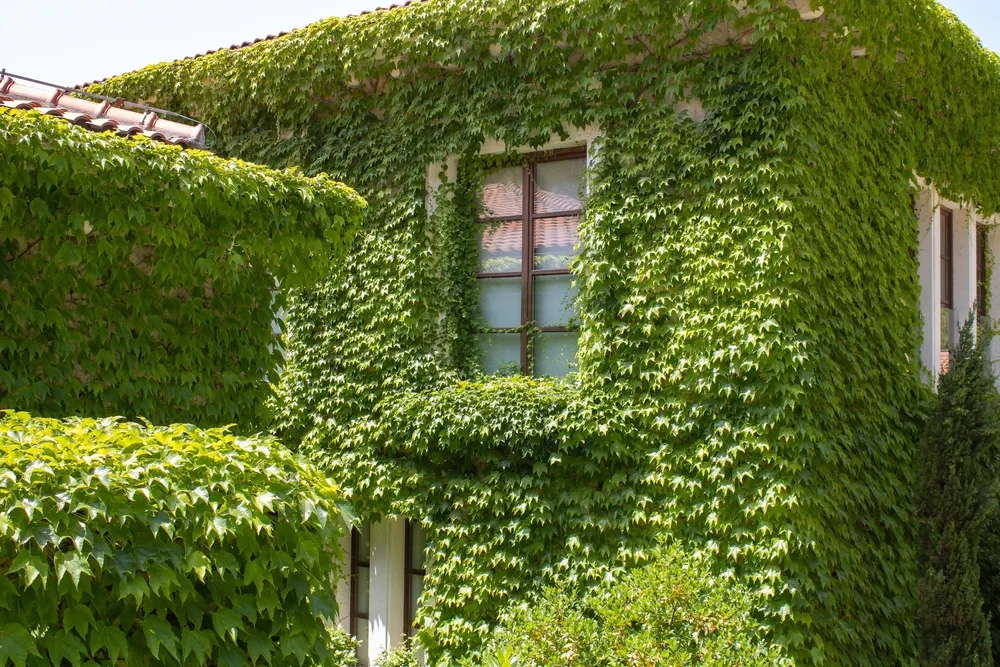 Wall and fence of the house are overgrown with wild grapes. Climbing plants in landscape design. Vine creeper around window. Green facade eco house. Parthenocissus.