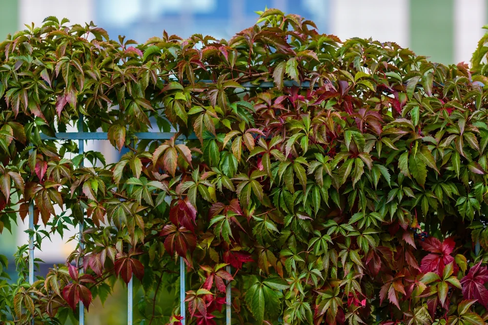 Colourful red and green Leaves of a Virginia creeper (Parthenocissus quinquefolia) Vine Plant in Autumn
