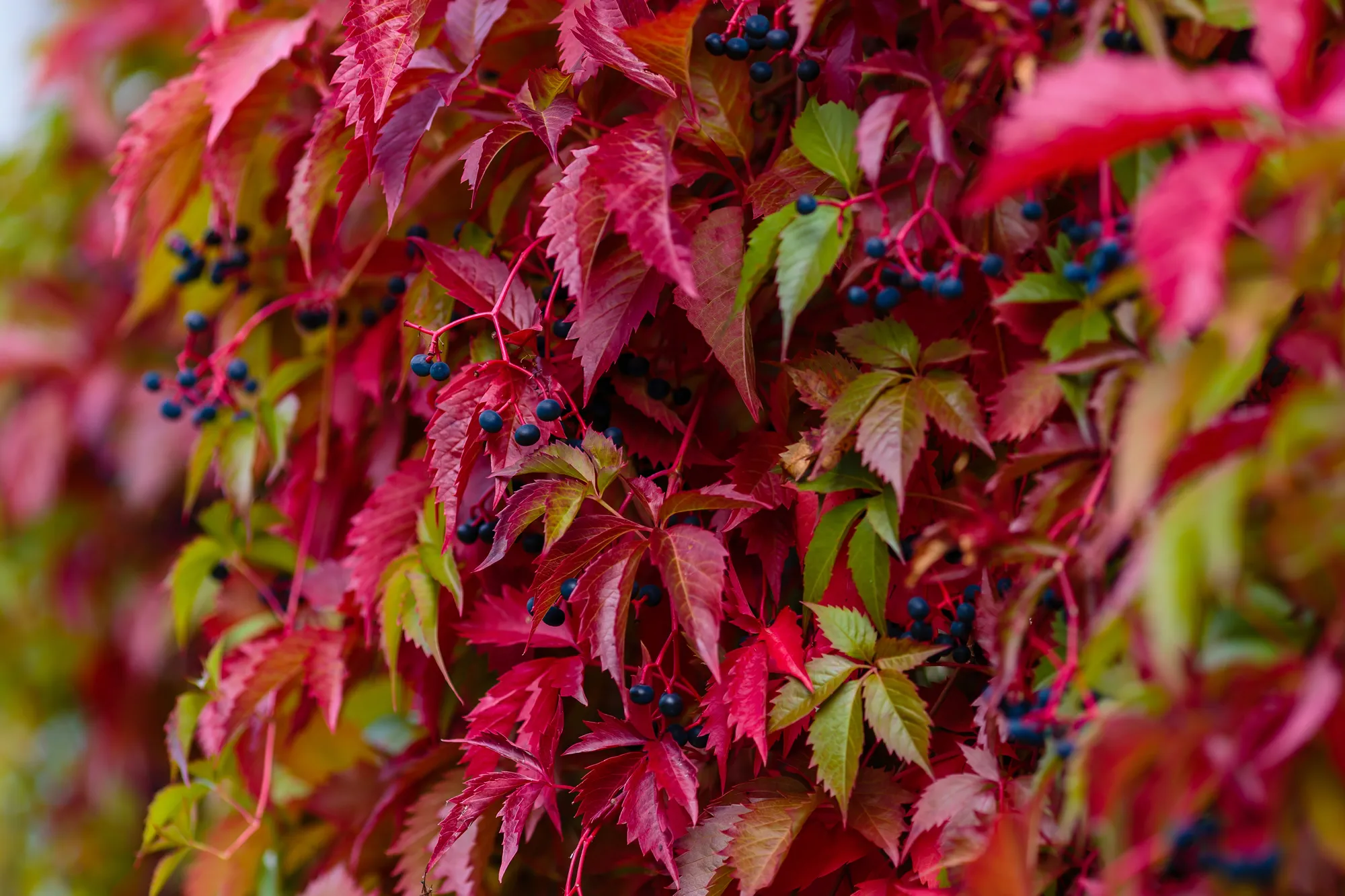 Colourful red and green Leaves of a Virginia creeper (Parthenocissus quinquefolia) Vine Plant in Autumn