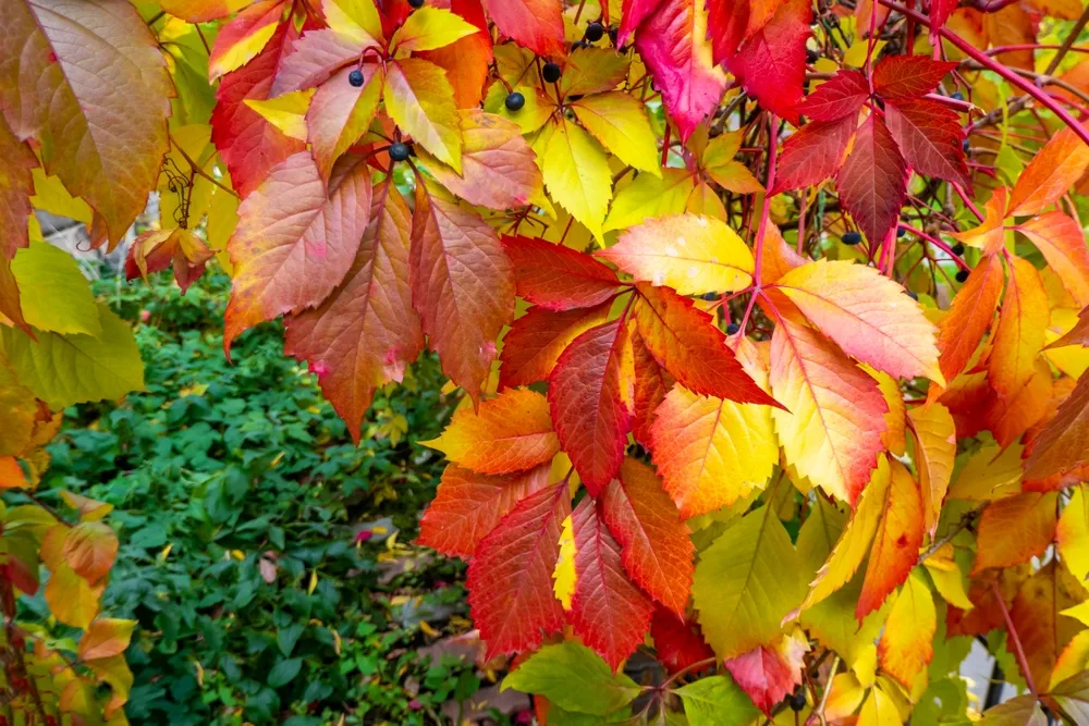 Parthenocissus quinquefolia, known as Virginia creeper, Victoria creeper, five-leaved ivy. Red foliage background red wooden wall. Natural background. High quality photo