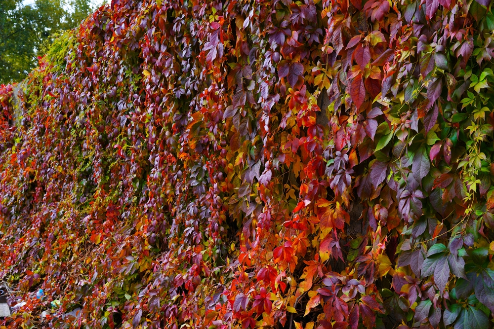 Beautiful, Colourful vines.Virginia Creeper, Parthenocissus quinquefolia - red wild grape.