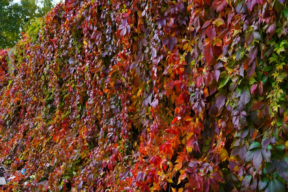 Beautiful, Colourful vines.Virginia Creeper, Parthenocissus quinquefolia - red wild grape.