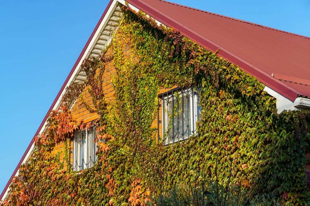 Close-up of red and golden Colourful Parthenocissus tricuspidata 'Veitchii' or boston ivy. Grape ivy, Japanese ivy or Japanese creeper leaves covered wall as natural background.