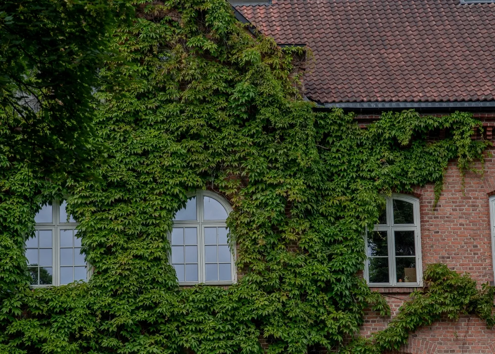 Parthenocissus quinquefolia, known as Virginia creeper, Victoria creeper, five-leaved ivy, or five-finger, is a species of flowering vine in the grape family, Vitaceae.