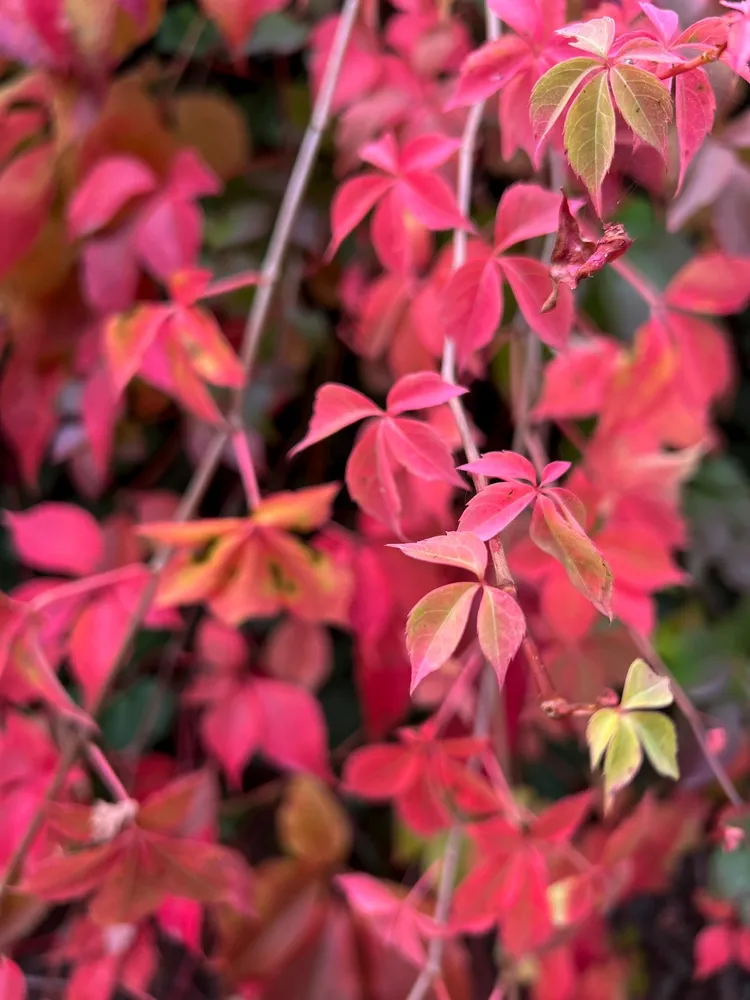 parthenocissus vitacea red ivy covering walls background. High quality photo