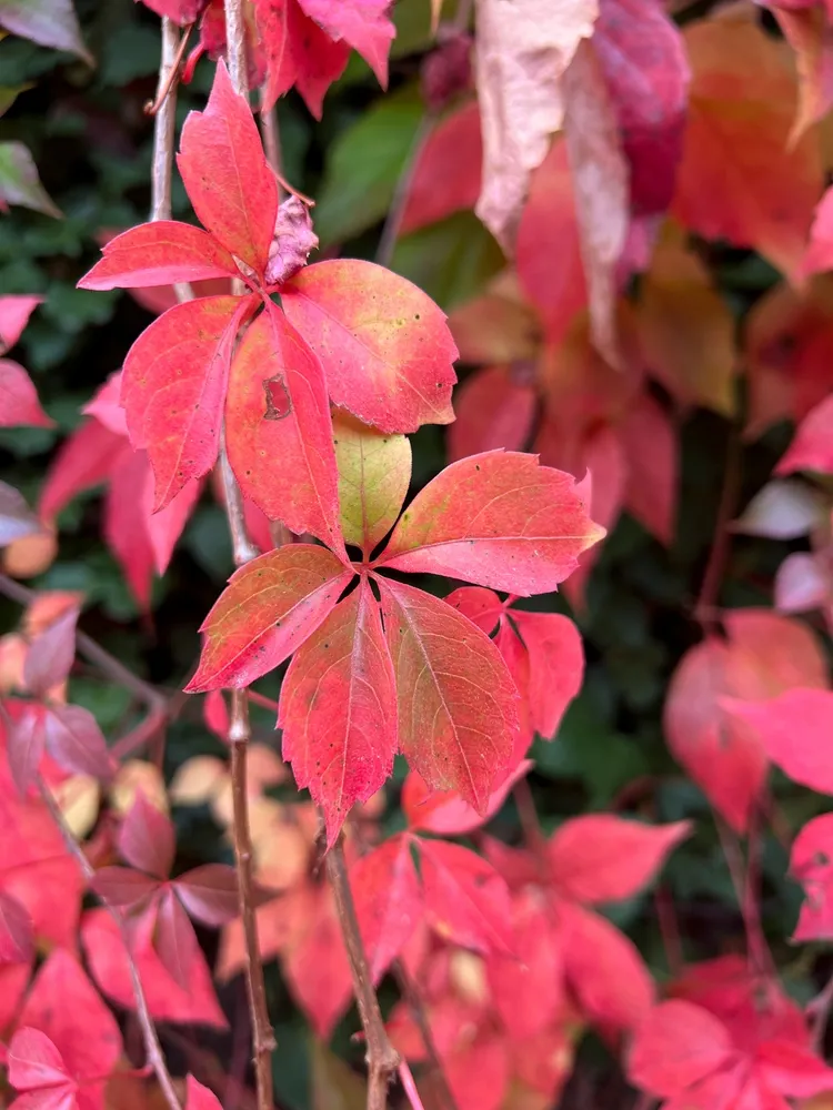 parthenocissus vitacea red ivy covering walls background. High quality photo