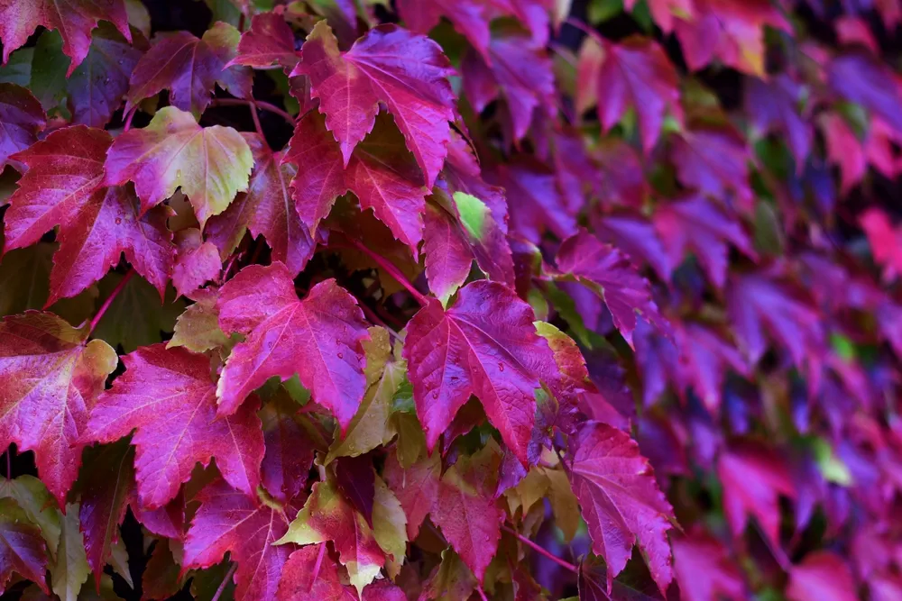 Beautiful purple leaves in autumn Parthenocissus tricuspidata
