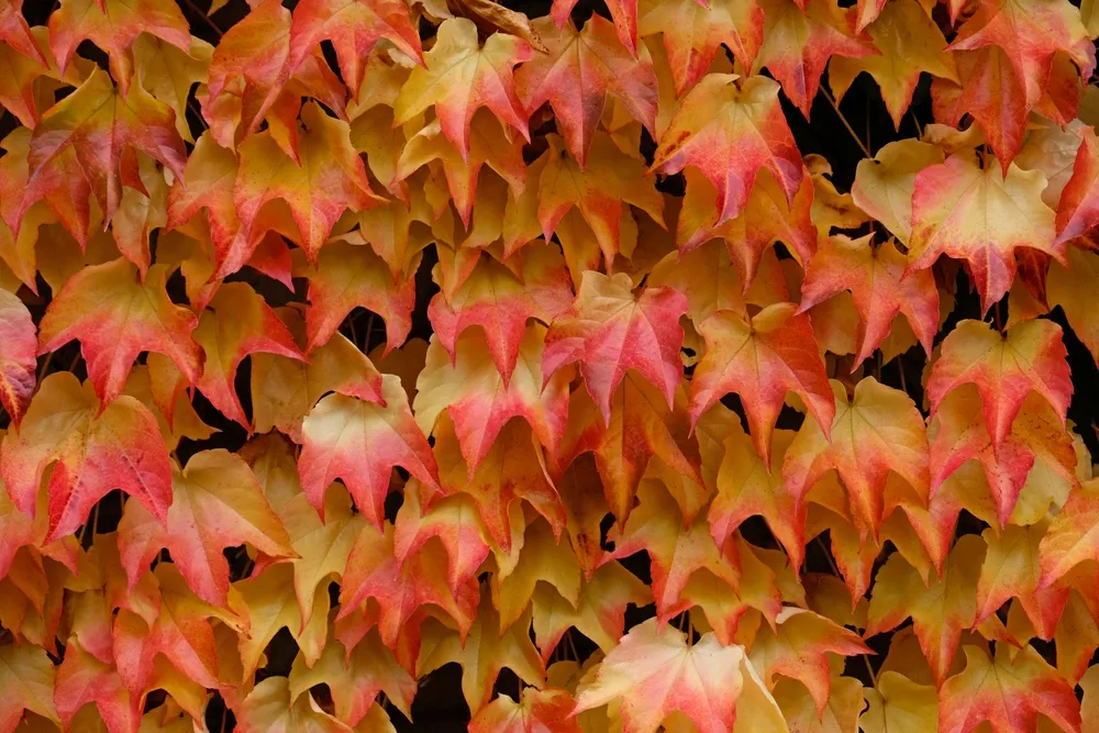 Autumn Colours bright pink, yellow, green leaves of maiden grapes on wall in fall. Bright Colours of autumn. Parthenocissus tricuspidata or Boston ivy changing Colour in Autumn. Nature pattern