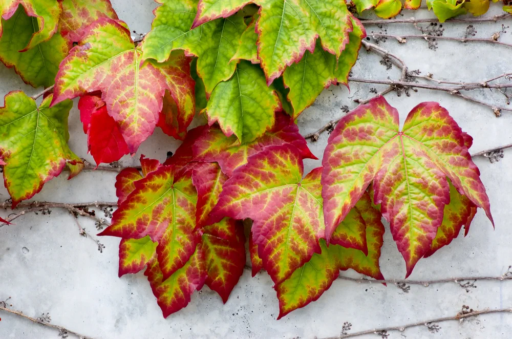 Boston Ivy (Parthenocissus tricuspidata) on a concrete wall, turning bright Autumn Colours