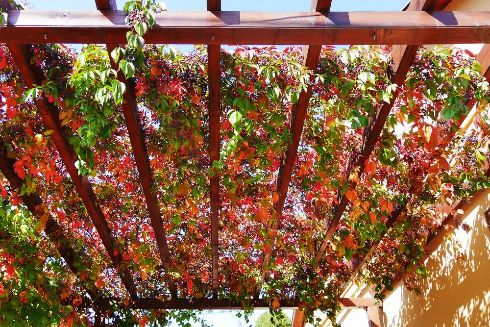 Virginia creeper autumn leaves and berries covering a wooden pergola attached to a house wall (Parthenocissus quinquefolia)
