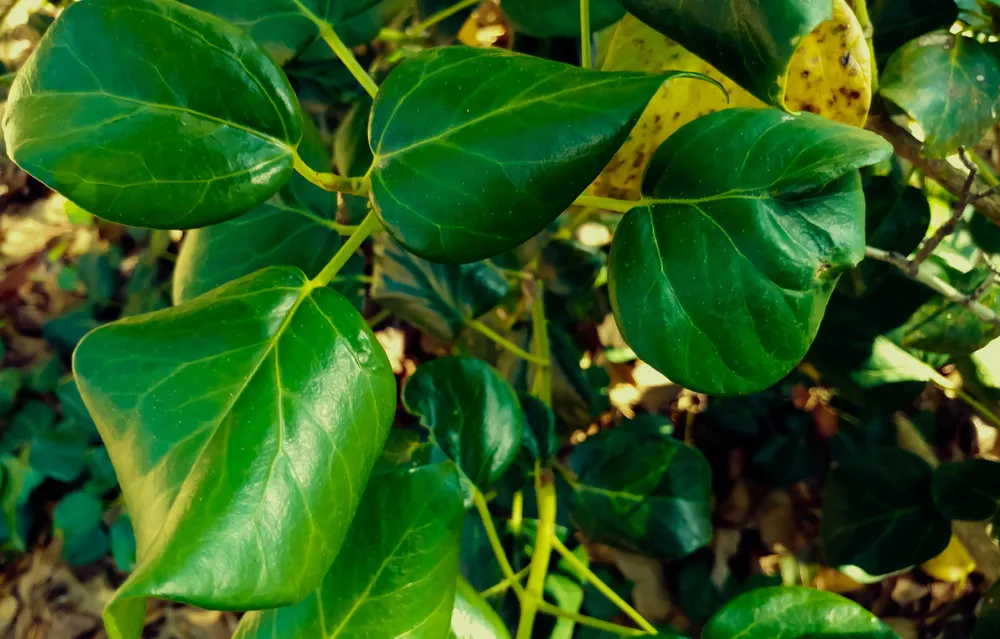 Hardy Bush Persian Ivy, Hedera colchica, Green Spice variety - native to the Near and Middle East.