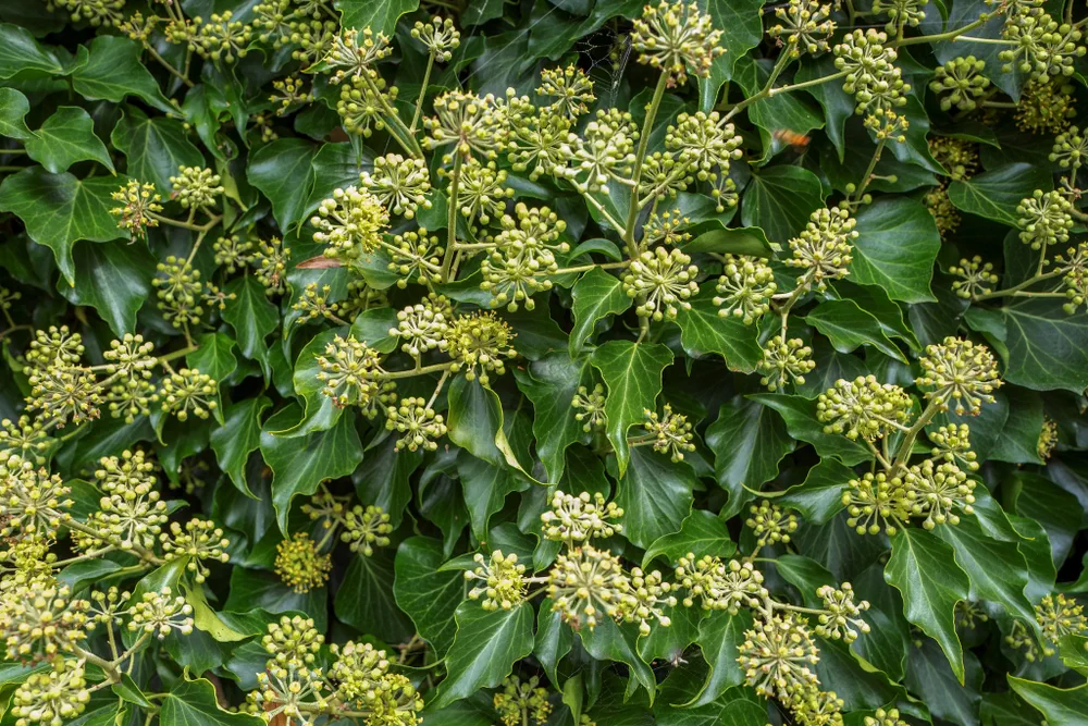 Hedera helix plants flowering in Wassenaar, Netherlands.