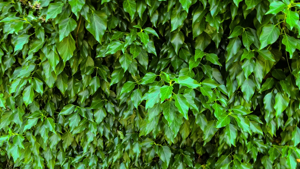 wall of bright green ivy (Hedera colchica Arborescens)