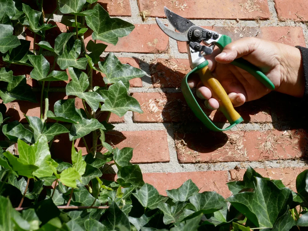 Ivy removal from a brick house wall with the help of a secateurs. Male hand, close-up.