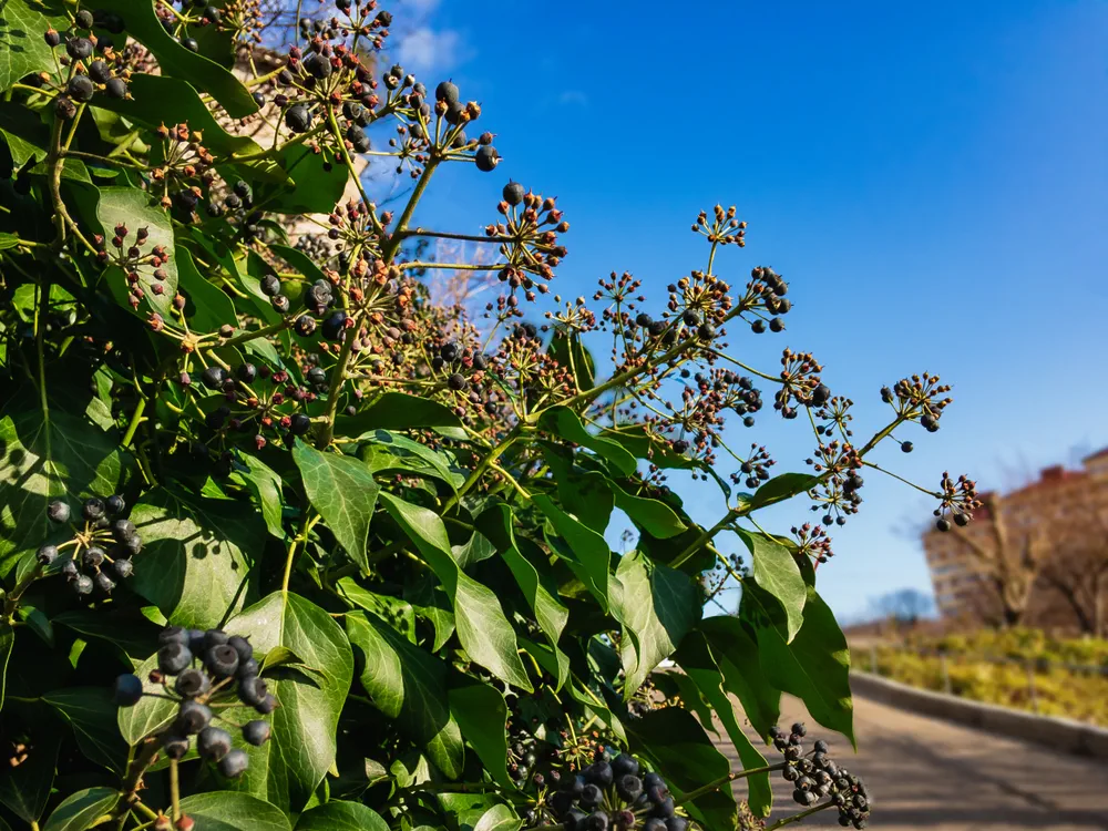 Colchic ivy (lat. Hedera colchica) with black berries and green leaves on a blurry background in autumn day under natural light.