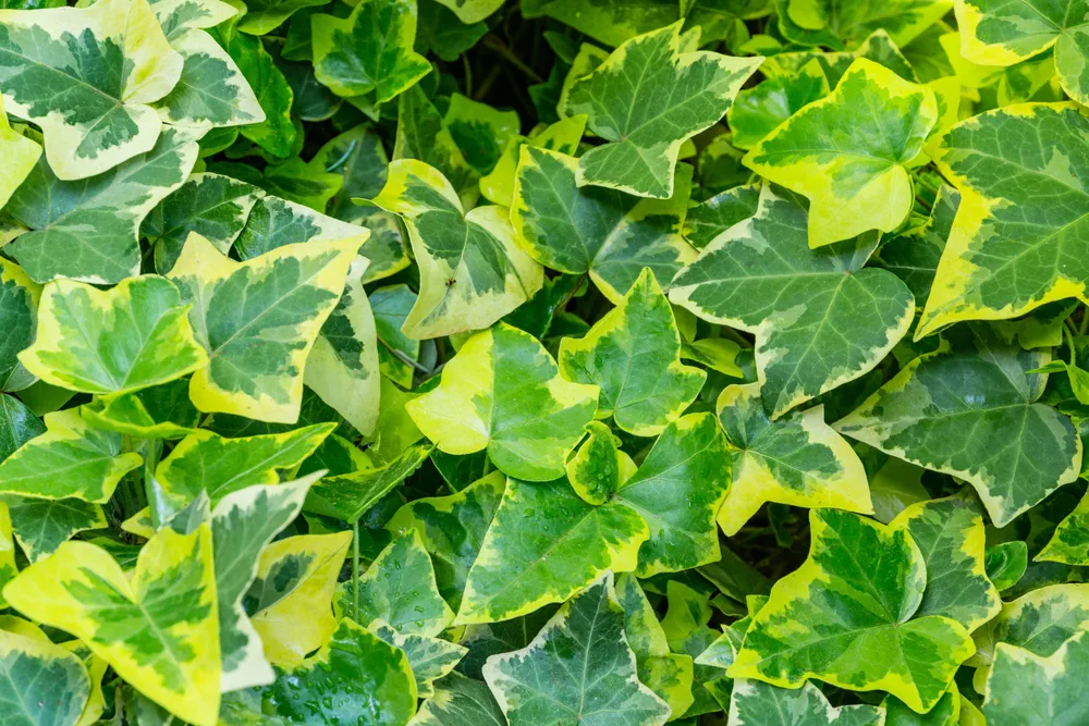 Green ivy Hedera Helix Goldchild carpet. Original close-up texture of natural greenery hedera helix. Background of elegant variegated leaves. Nature concept for design. Selective focus