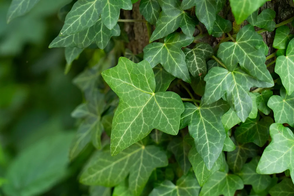 Ivy, Hedera helix or European ivy climbing on rough bark of a tree. Close up photo.