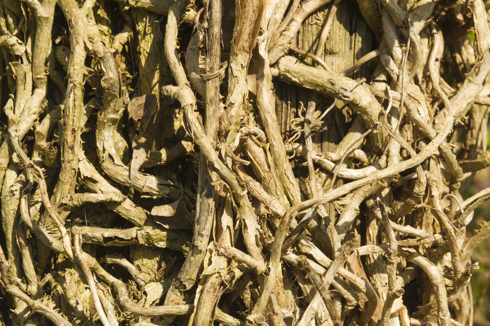 Selective focus on the flower of the Hedera helix, common name ivy. Bee pollen the bloom.