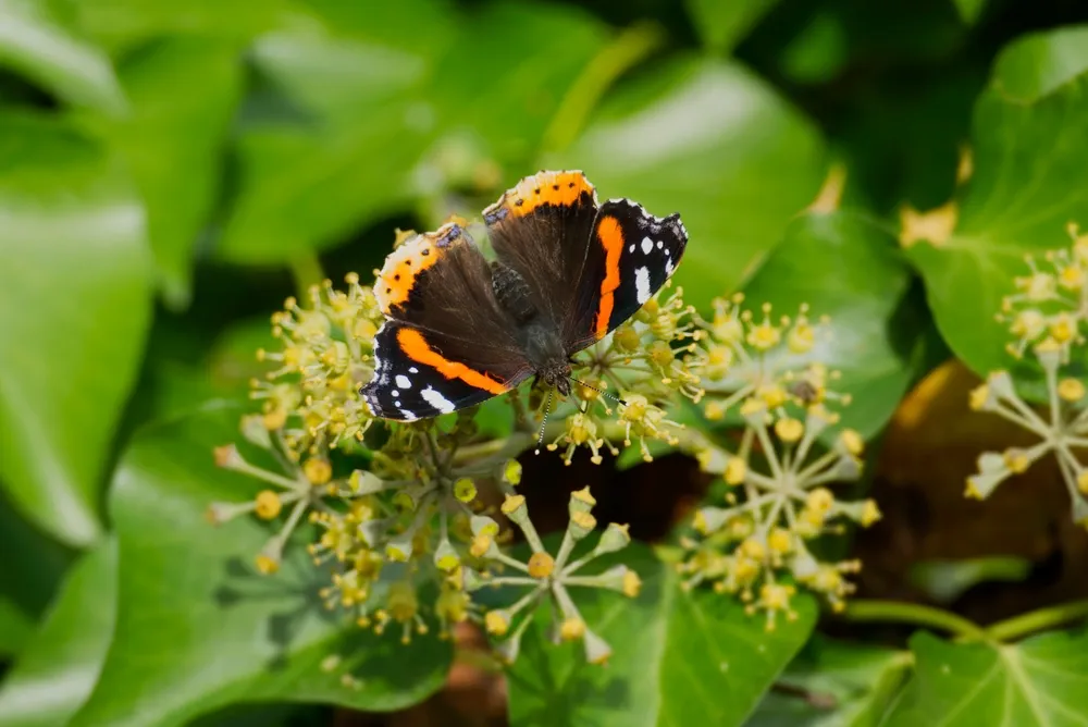 Red admiral butterfly (Vanessa Atalanta) with open wings perched on hedge (hedera helix) in Zurich, Switzerland