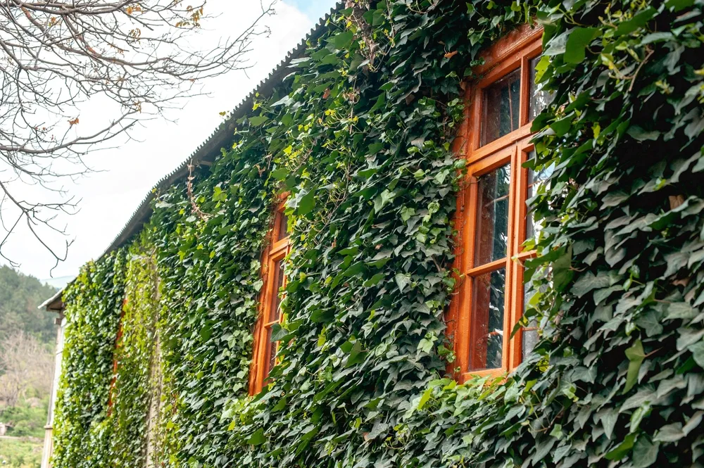 a house overgrown with green heder ivy. The windows of the house are not covered with hedera like the walls. Summer decoration of the facade of the house with a climbing plant