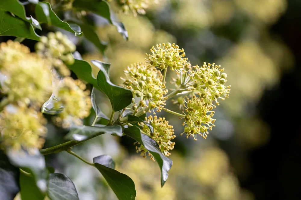 Tangle of ivy vines or branches against wooden fence, Hedera helix, UK ivy.