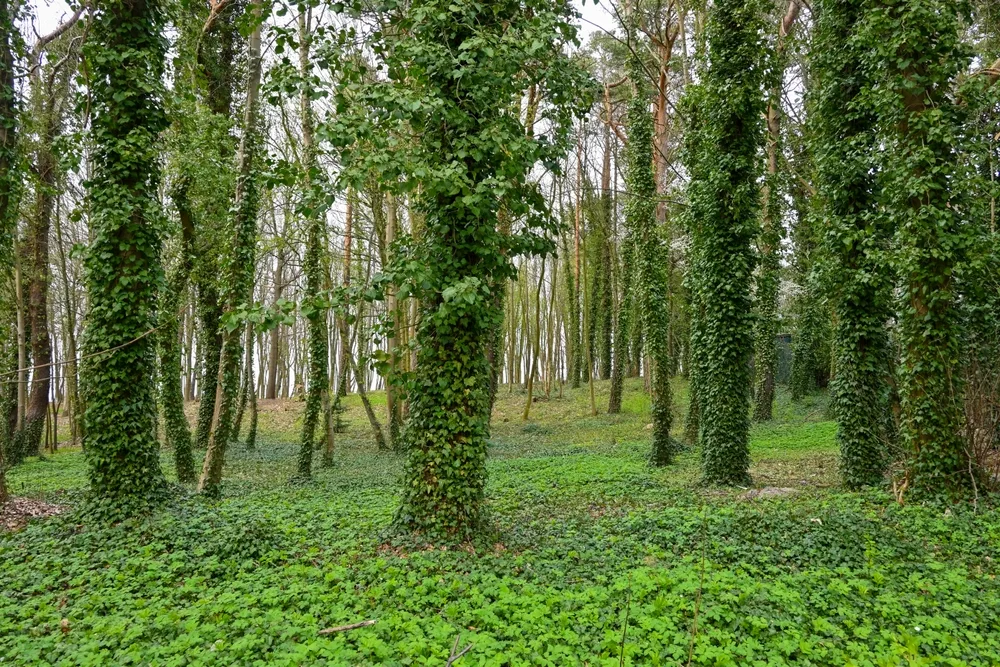 Trees entwined with common ivy (Hedera helix). Green forest