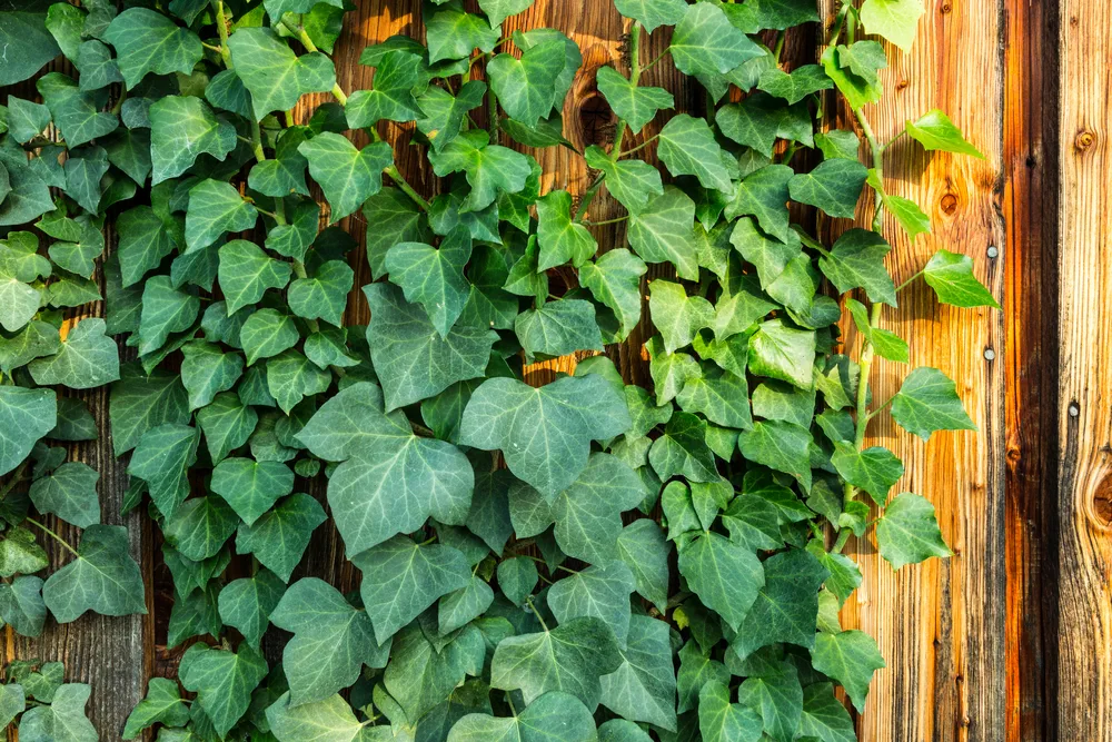 Hedera helix or common ivy