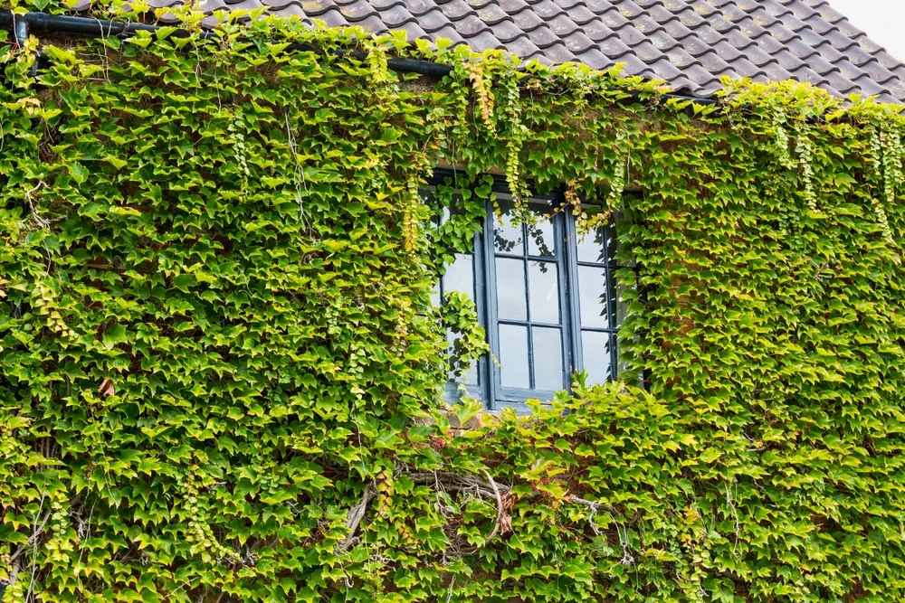 Facade of a house completely clad in Ivy with one upstairs window showing