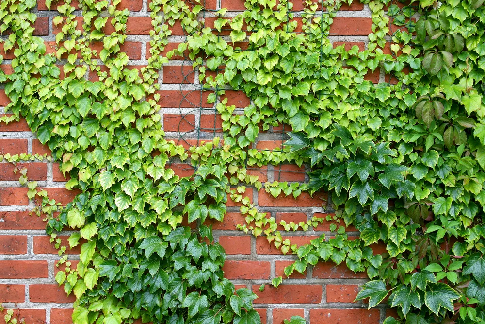 hedera - ivy and parthenocissus - virginia creeper
