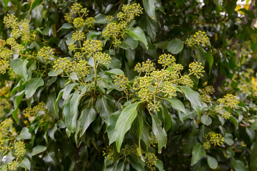 Small flowers of English ivy (Common ivy, European ivy), climbing vine plant blossoming during Autumn in Europe (Hedera helix)