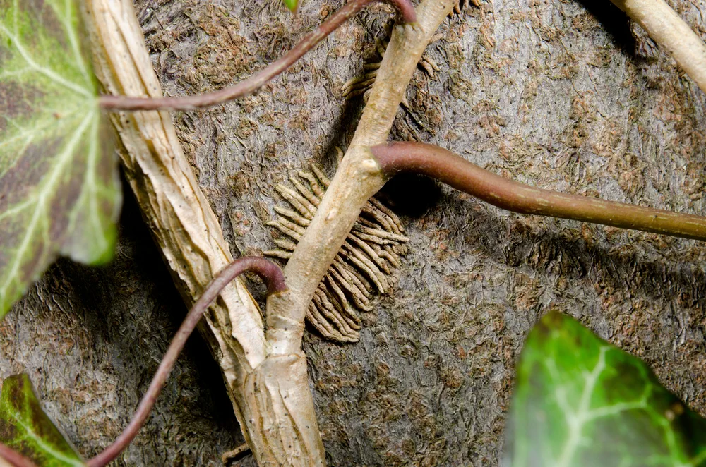 growing ivy macro y-shape