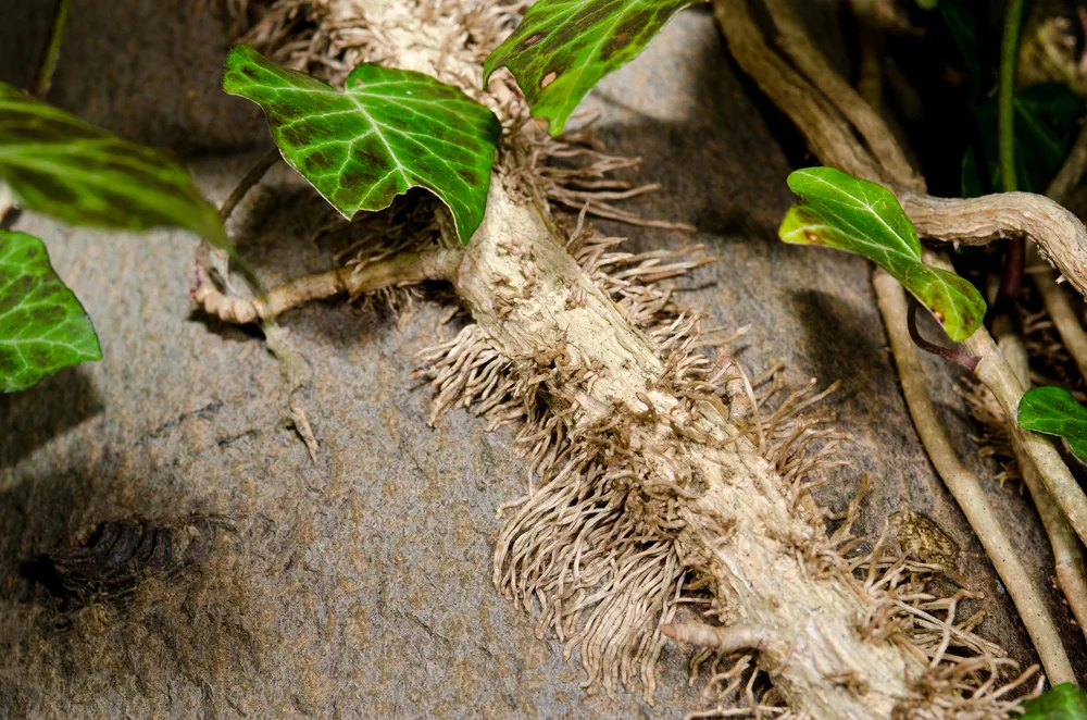 ivy roots clinging on to a tree