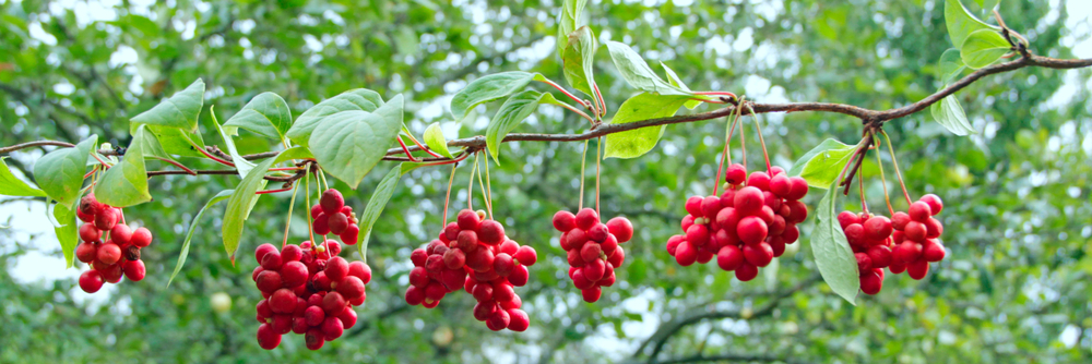 Branches of red schisandra. Clusters of ripe schizandra. Crop of useful plant. Red schizandra hang in row on green branch. Schizandra chinensis plant with fruits on branch