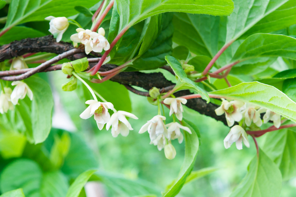 Schisandra chinensis vine in bloom, green blurred background