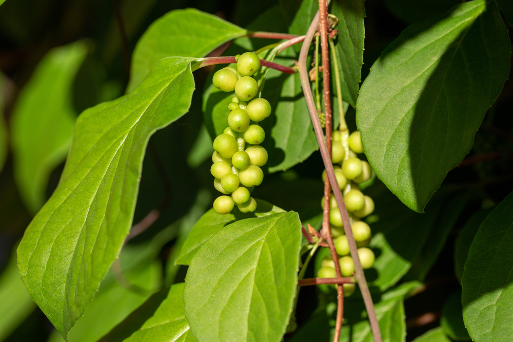 Schisandra chinensis or five-flavor berry on a branch. Fresh unripe green berries in garden.
