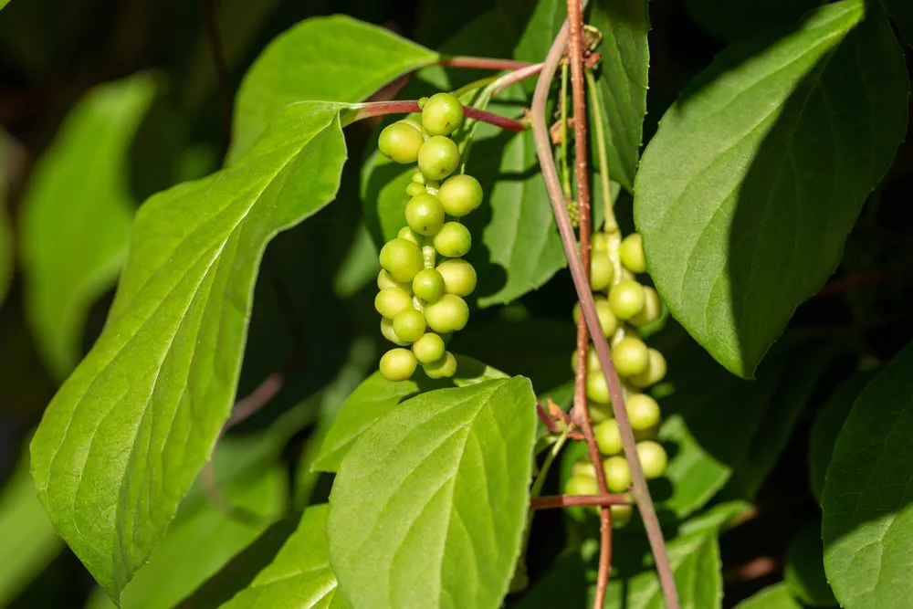 Schisandra chinensis or five-flavor berry on a branch. Fresh unripe green berries in garden.