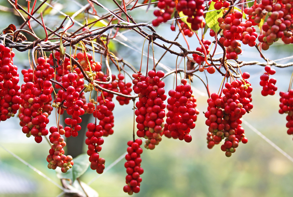 Red schisandra fruits at an orchard before havest near Sangju-si, South Korea